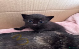Mixed Breed cats for sale: 5 gorgeous kittens - Image 6