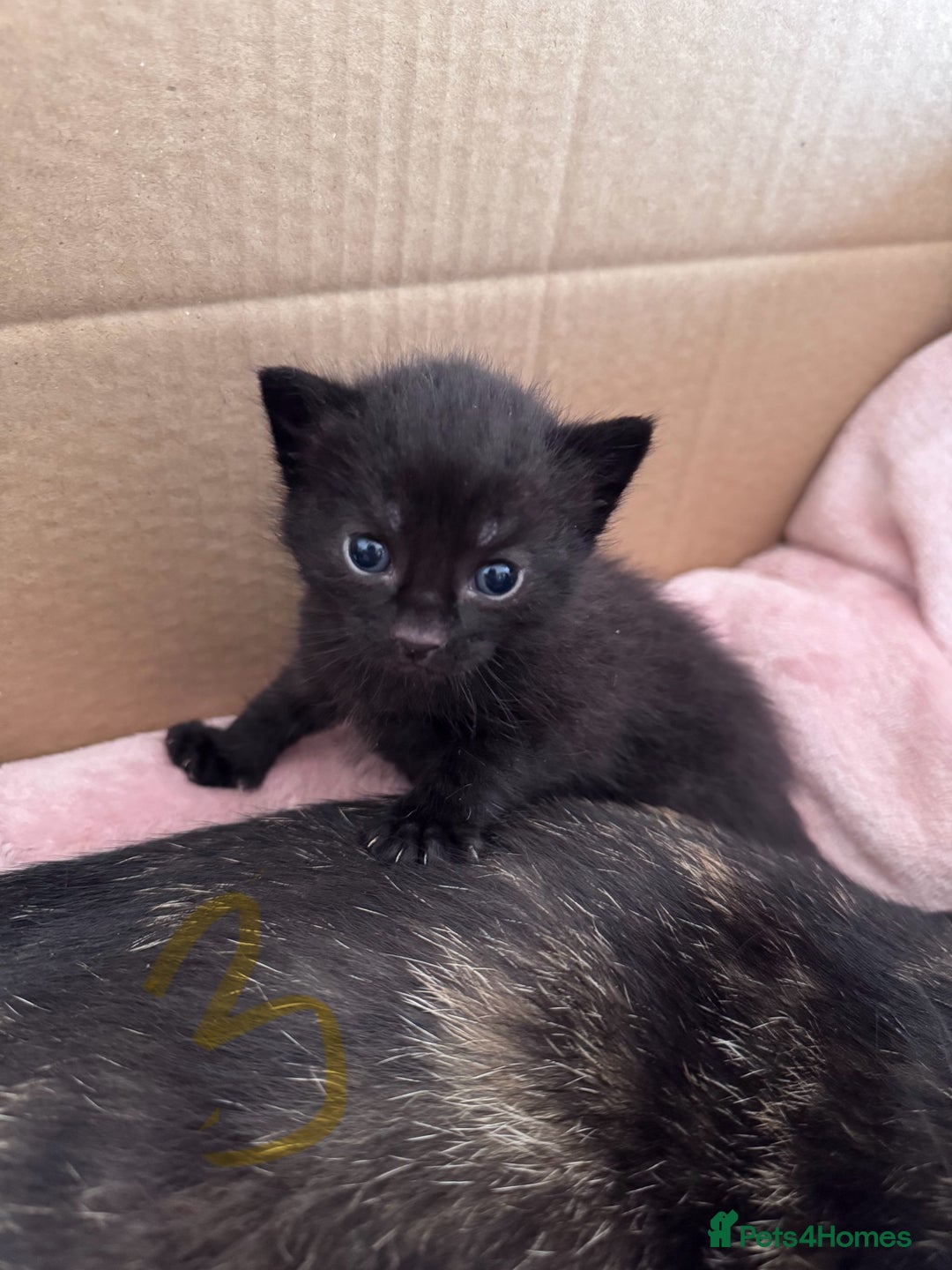 Mixed Breed cats for sale: 5 gorgeous kittens - Image 6