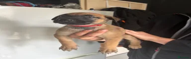 Belgian Shepherd Dog 3