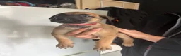 Belgian Shepherd Dog dogs for sale: Dutch herder x bull Mali  in Ryton - Advert 5