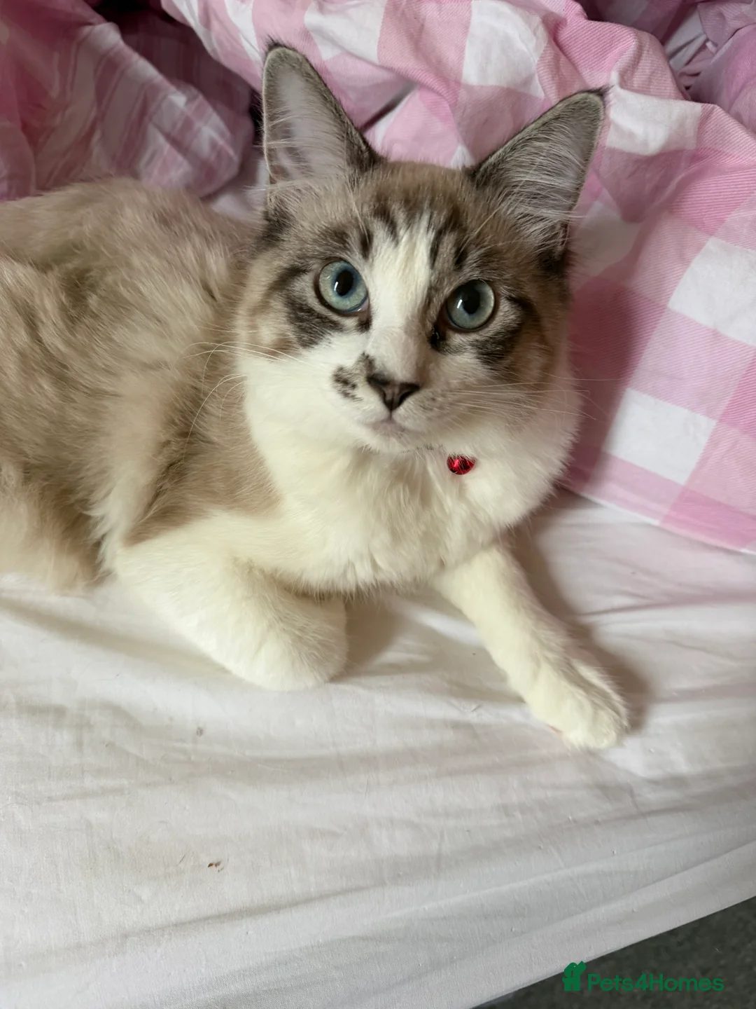 Ragdoll cats for sale: Ragdolls for sale to a LOVING home - Advert 2