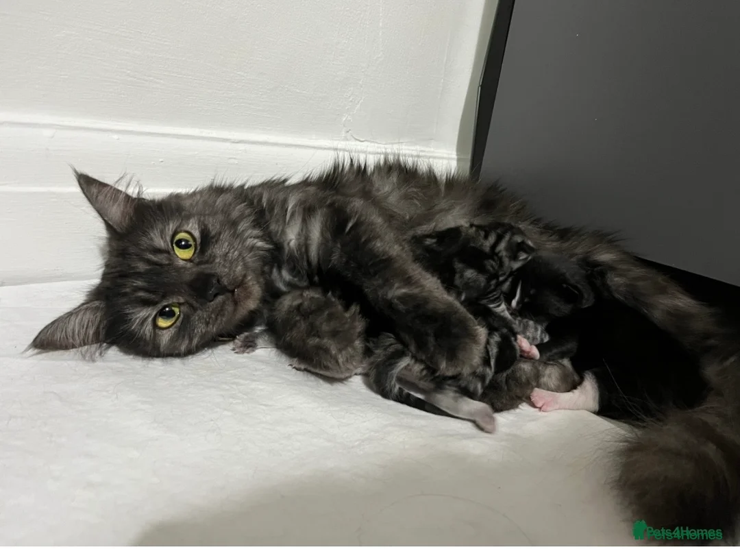 Mixed Breed cats for sale: Siberian kitchen 2 Girls & 1 Boy! 🏡💕 - Advert 2
