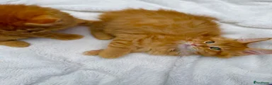 Maine Coon 2