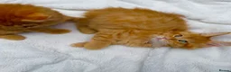 Maine Coon cats for sale: Pure breed beautiful main coon kitten  - Advert 22
