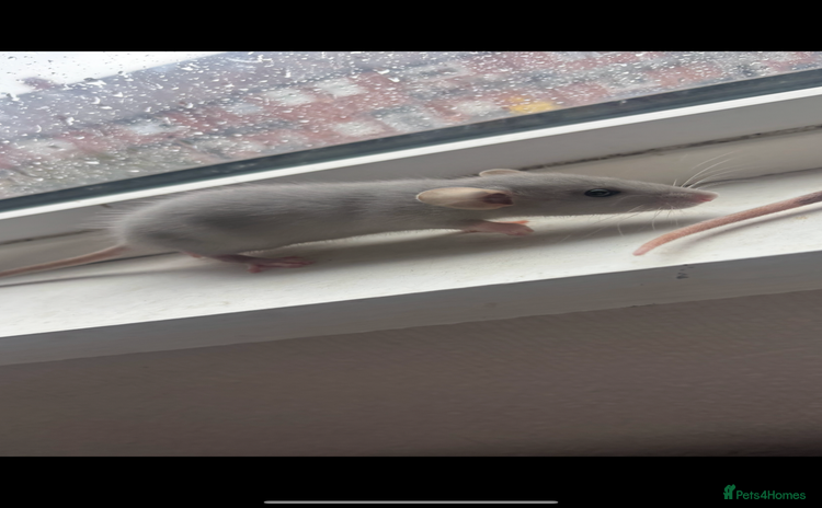 Rat rodents - Advert 2