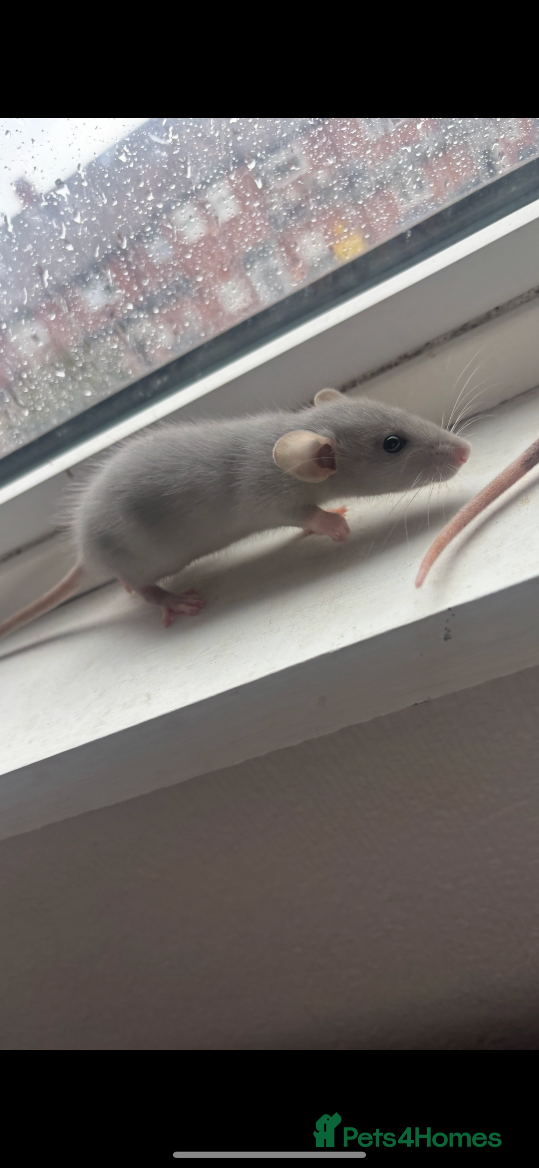 Rat rodents for sale: Two female baby rats  - Image 1