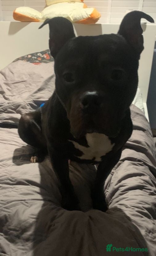 American Bully dogs 💔 ABUSED & SEARCHING FOR HELP 💔 TIME RUNNING OUT - Advert 12