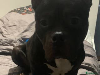 American Bully dogs 💔 ABUSED & SEARCHING FOR HELP 💔 TIME RUNNING OUT - Advert 2