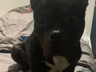 American Bully dogs 💔 ABUSED & SEARCHING FOR HELP 💔 TIME RUNNING OUT - Advert 7