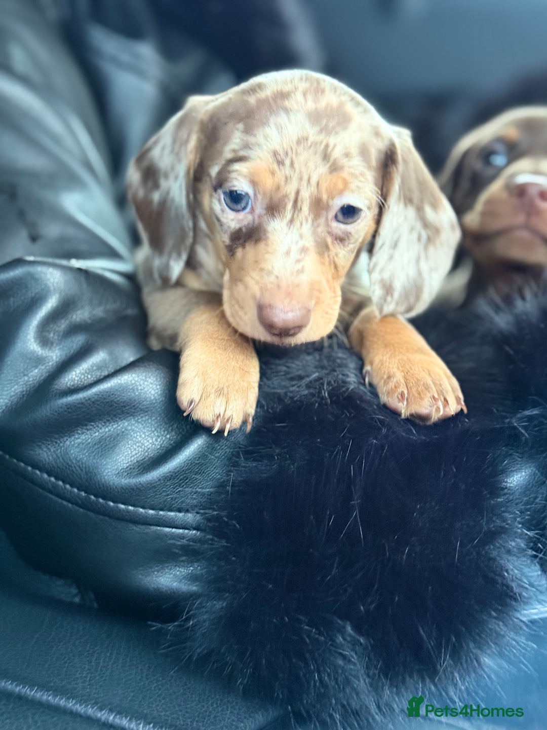 Miniature Dachshund dogs for sale: Mini Dachshunds  - Advert 28