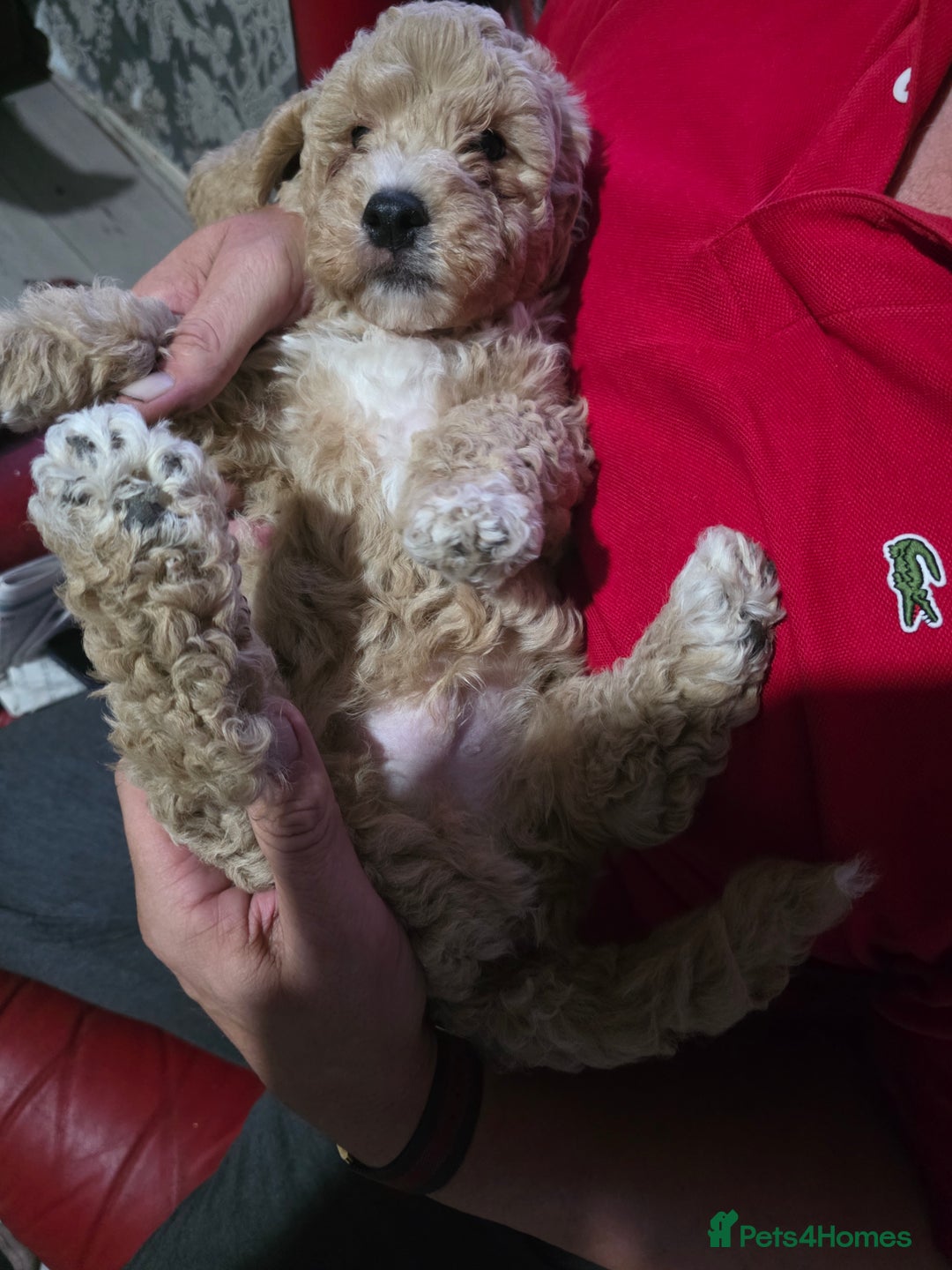 Cockapoo dogs for sale: F1b cockapoos ONLY 1 boy left READY NOW - Image 19