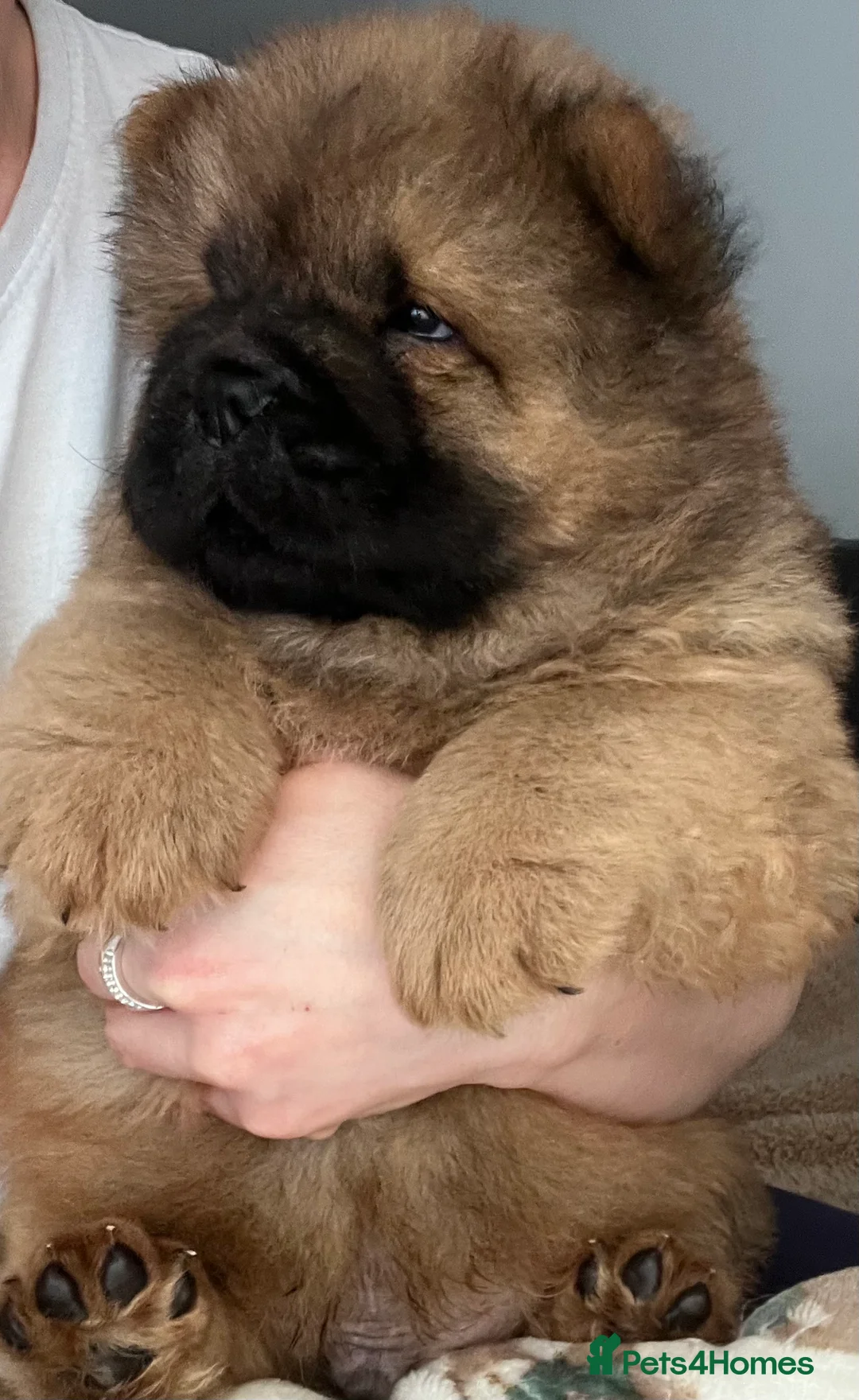 Chow Chow dogs for sale: 🧸🧸Beautiful Chow Chow Puppies🧸🧸 - Advert 2