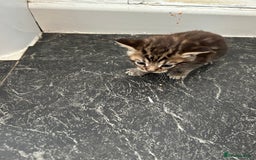 Mixed Breed cats for sale: Maine coon x kittens  - Image 6
