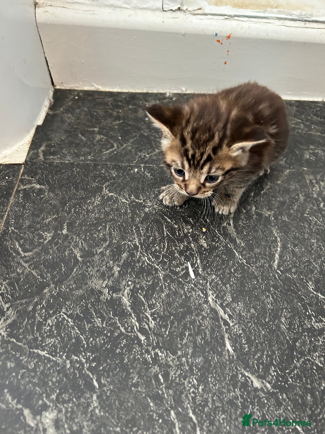 Mixed Breed cats for sale: Maine coon x kittens  - Image 6