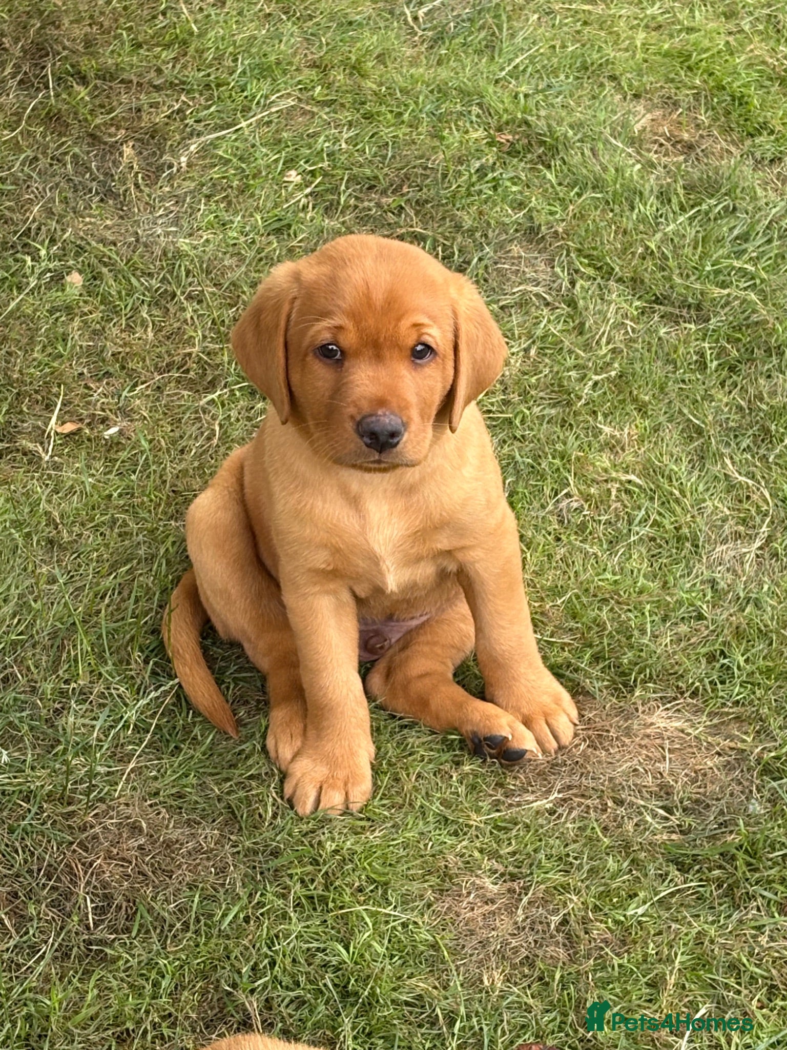 Labrador Retriever dogs Beautiful fox red KC registered litter - Advert 7