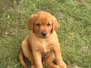Labrador Retriever dogs Beautiful fox red KC registered litter - Advert 7