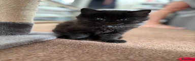 Domestic Shorthair Kitten 2
