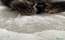 Domestic Shorthair cats for sale: Kitten for sale  - Image 7