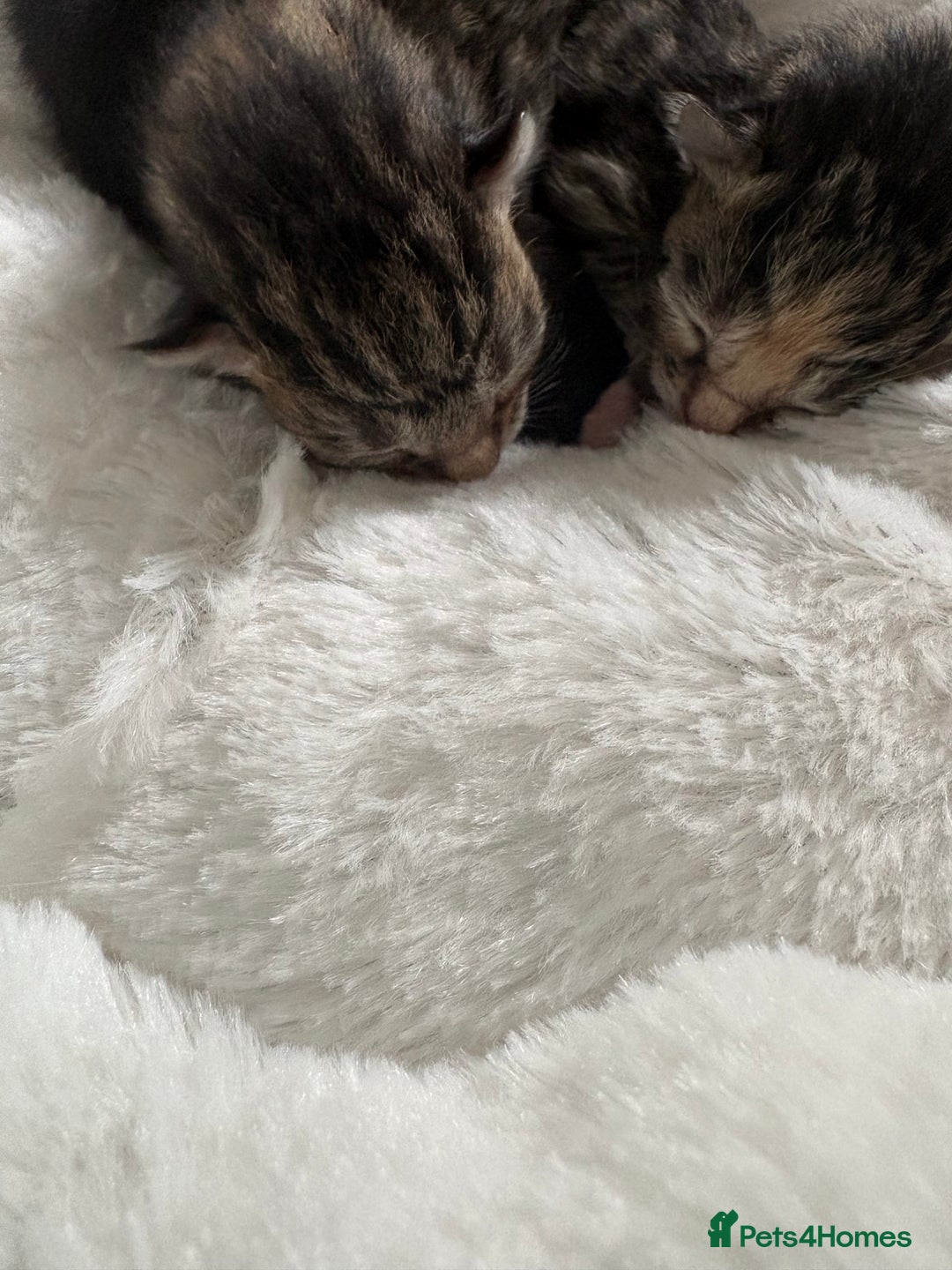 Domestic Shorthair cats for sale: Kitten for sale  - Image 7