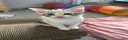 Ragdoll cats for sale: Beautiful Ragdoll Mix Kittens –  Litter Ready Soon in Nottingham - Advert 20