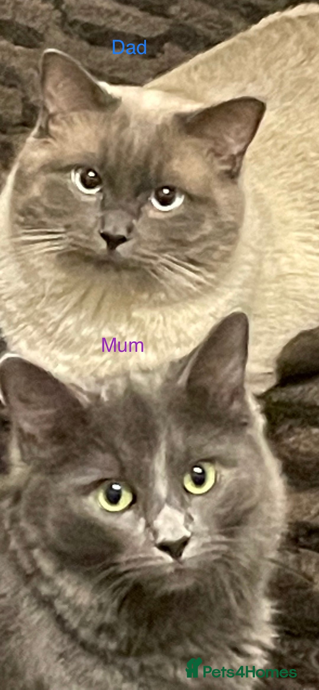 Ragdoll cats for sale: Rigdoll kittens  - Image 8