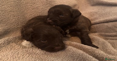 Miniature Schnauzer dogs - Advert 14