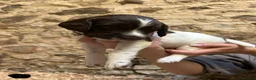 English Springer Spaniel dogs for sale:  Beautiful Pedigree springer spaniels  - Advert 10
