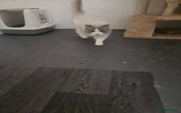 Ragdoll cats for sale: Amazing Mufasa - Image 6