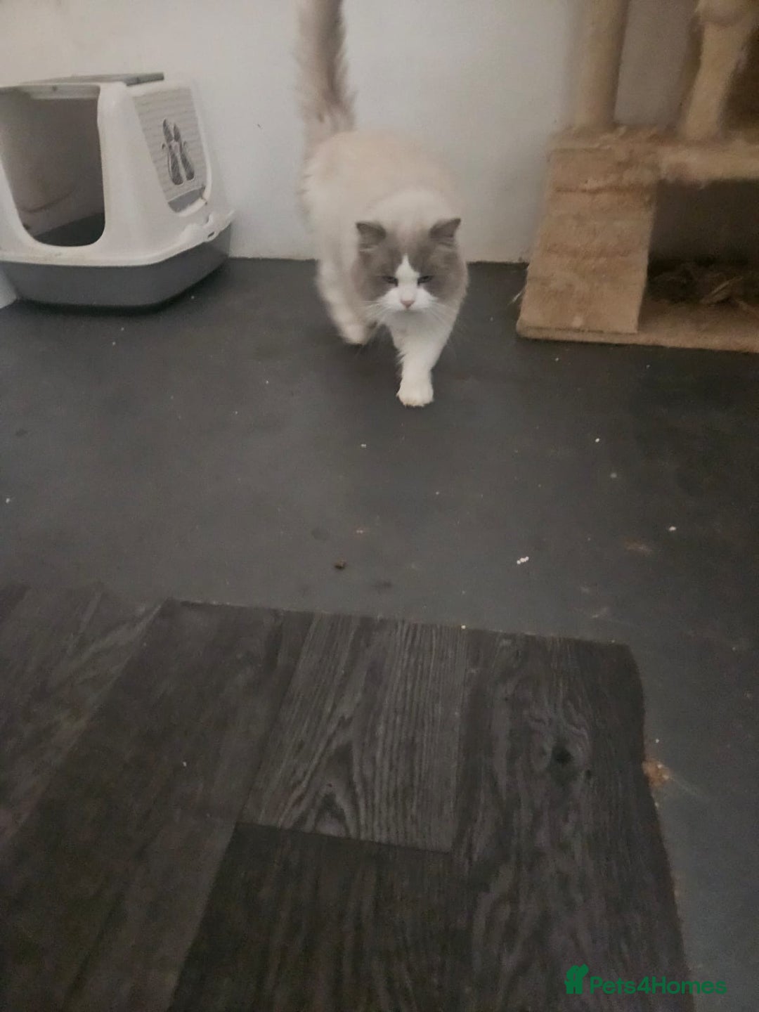 Ragdoll cats for sale: Amazing Mufasa - Image 6