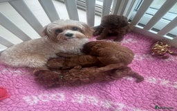 Cavapoo dogs for sale: 2 Beautiful F1B Cavapoo Boys Available!🩵 - Image 12