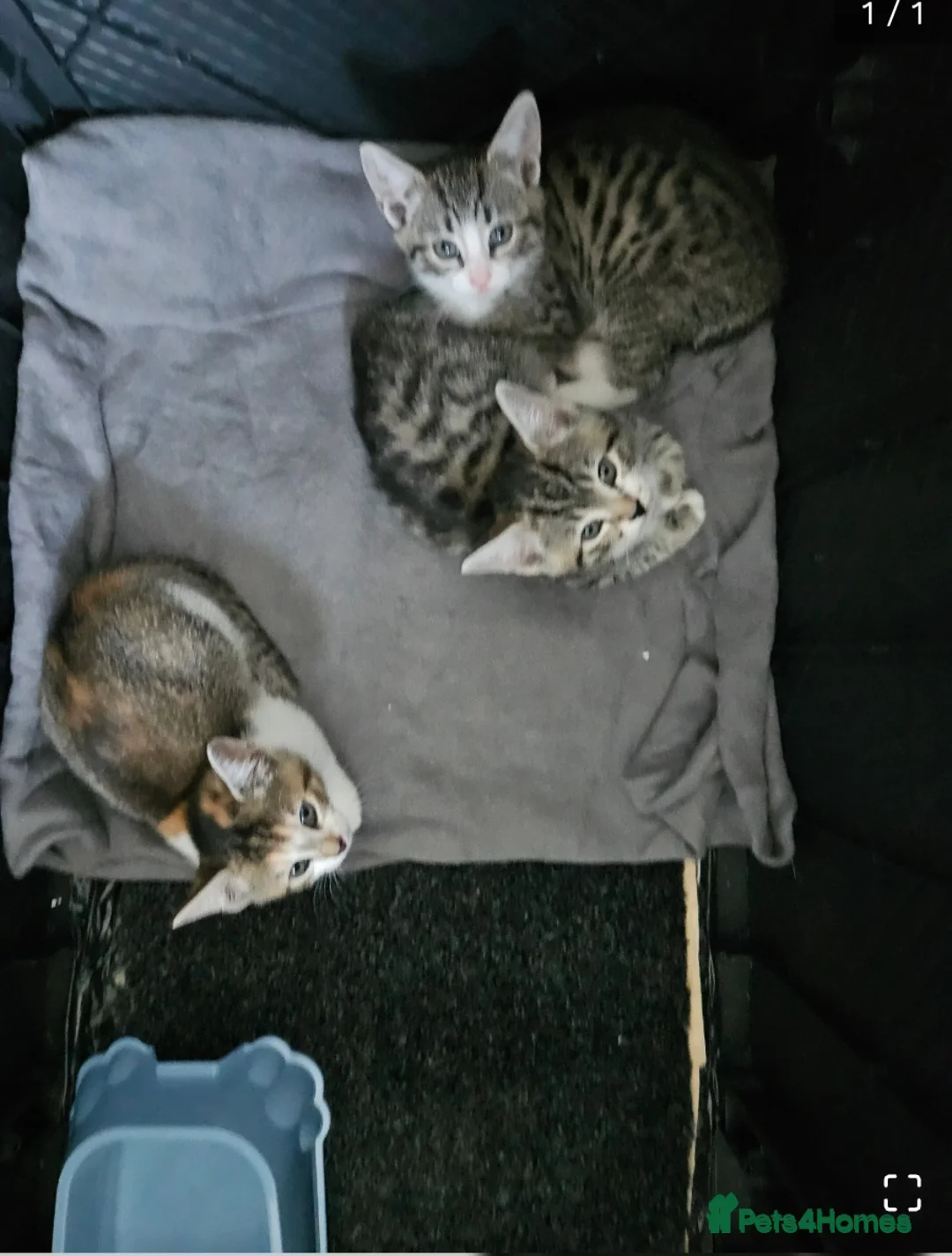 Mixed Breed cats for sale: Beautiful tabby kittens 😸 ♥️ 😍  - Advert 3