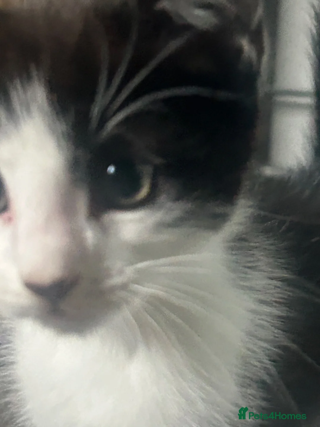 Domestic Shorthair cats for sale: Cutest black and white boy - Advert 1