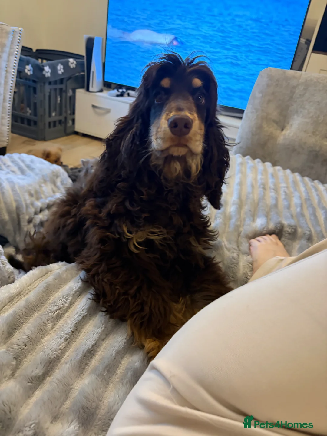 Cocker Spaniel dogs for stud: stunning chocolate and tan show cocker  stud in Doncaster - Advert 1
