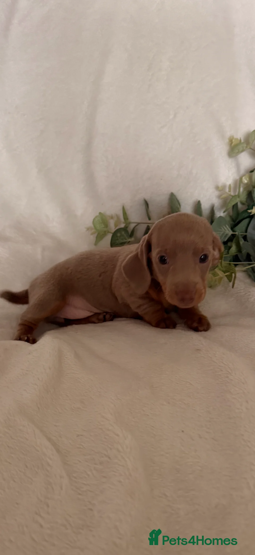 Dachshund dogs for sale: Beautiful miniature dachshunds dapple & Isabella  - Advert 9