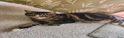 Mixed Breed cats for stud: Rocky - Advert 2