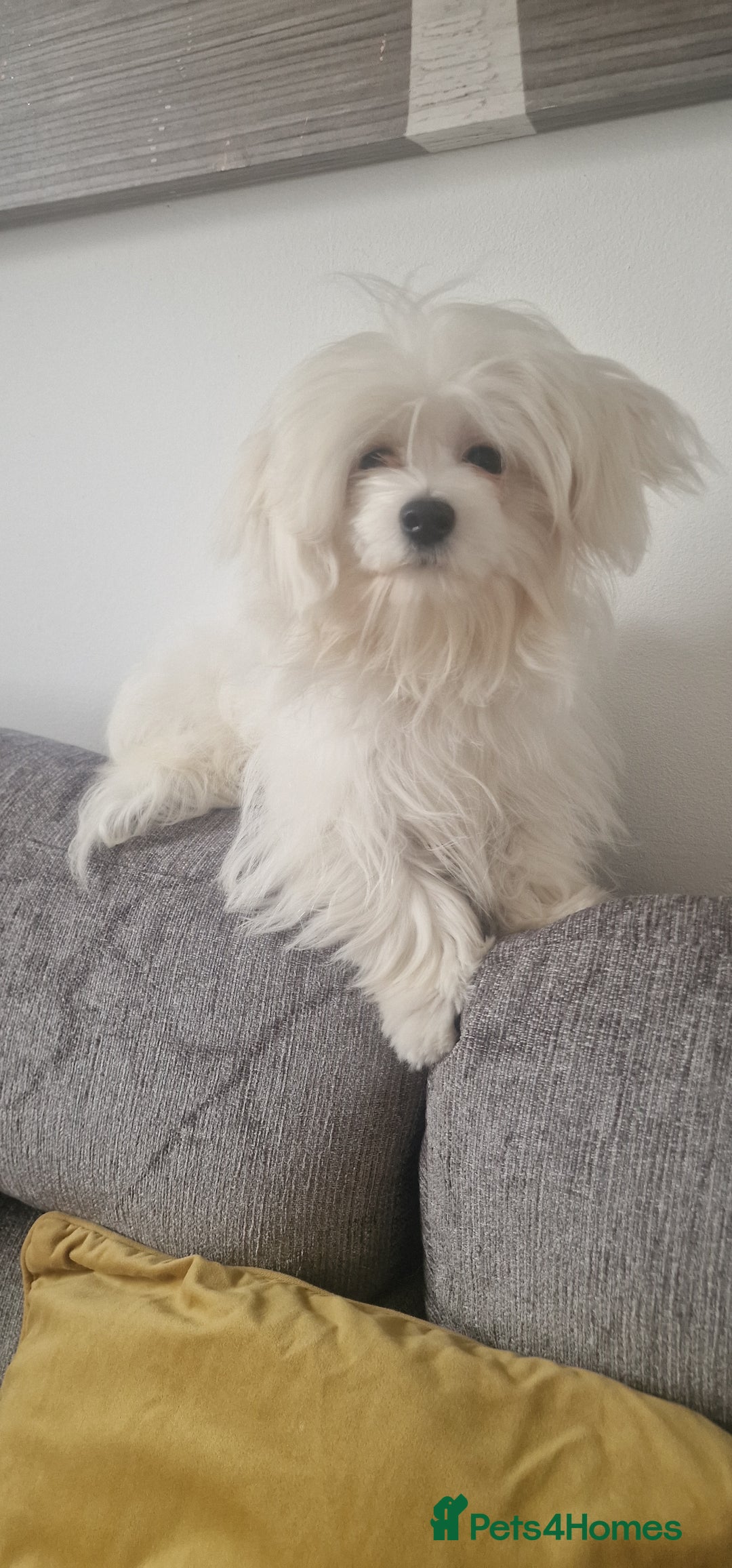 Maltese dogs for sale: Beautiful Maltese  - Advert 3