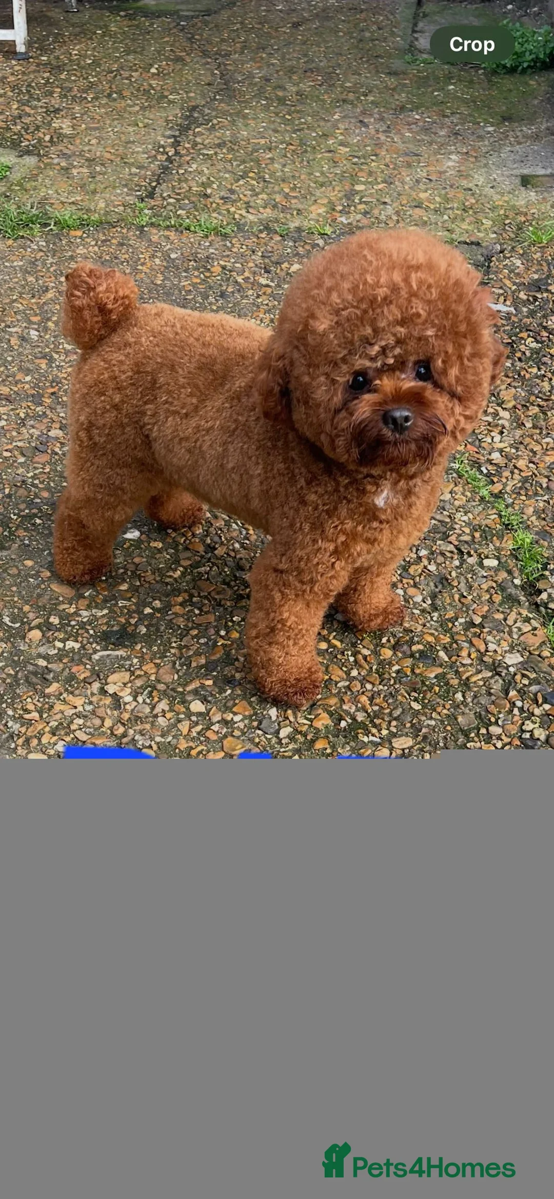 Cavapoo dogs for sale: 5x Asian Toy Poodle X Cavapoo Puppies  - Advert 3