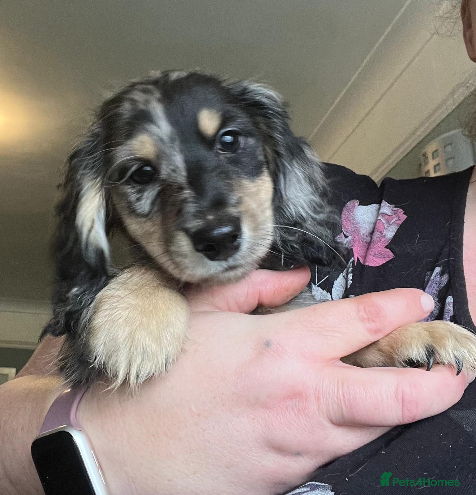 Miniature Dachshund dogs ready now kc reg LH mini datS puppies - Advert 3