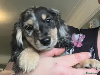 Miniature Dachshund dogs ready now kc reg LH mini datS puppies - Advert 3