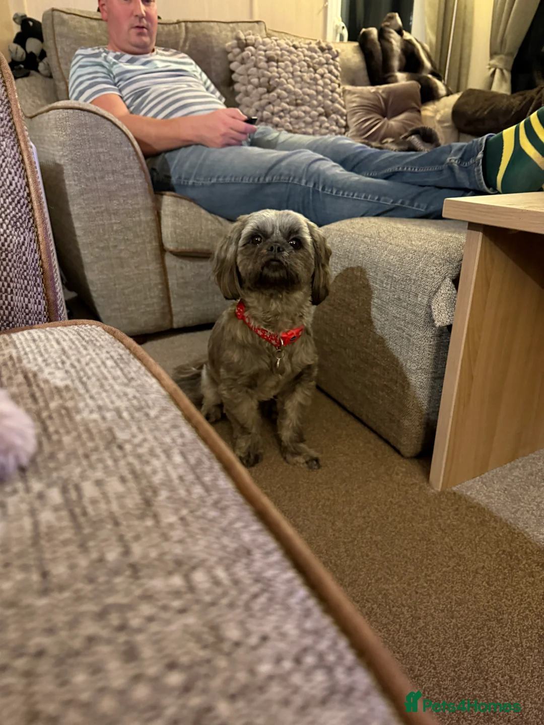 Shih Tzu dogs for sale: Female shihtzu for rehome - Advert 13