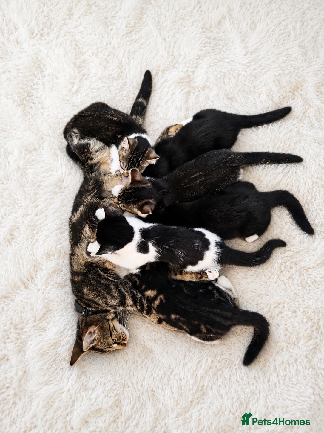 Mixed Breed cats Beautiful Kittens Looking for home (open to offers - Advert 1
