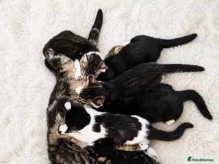 Mixed Breed cats Beautiful Kittens Looking for home (open to offers - Advert 1