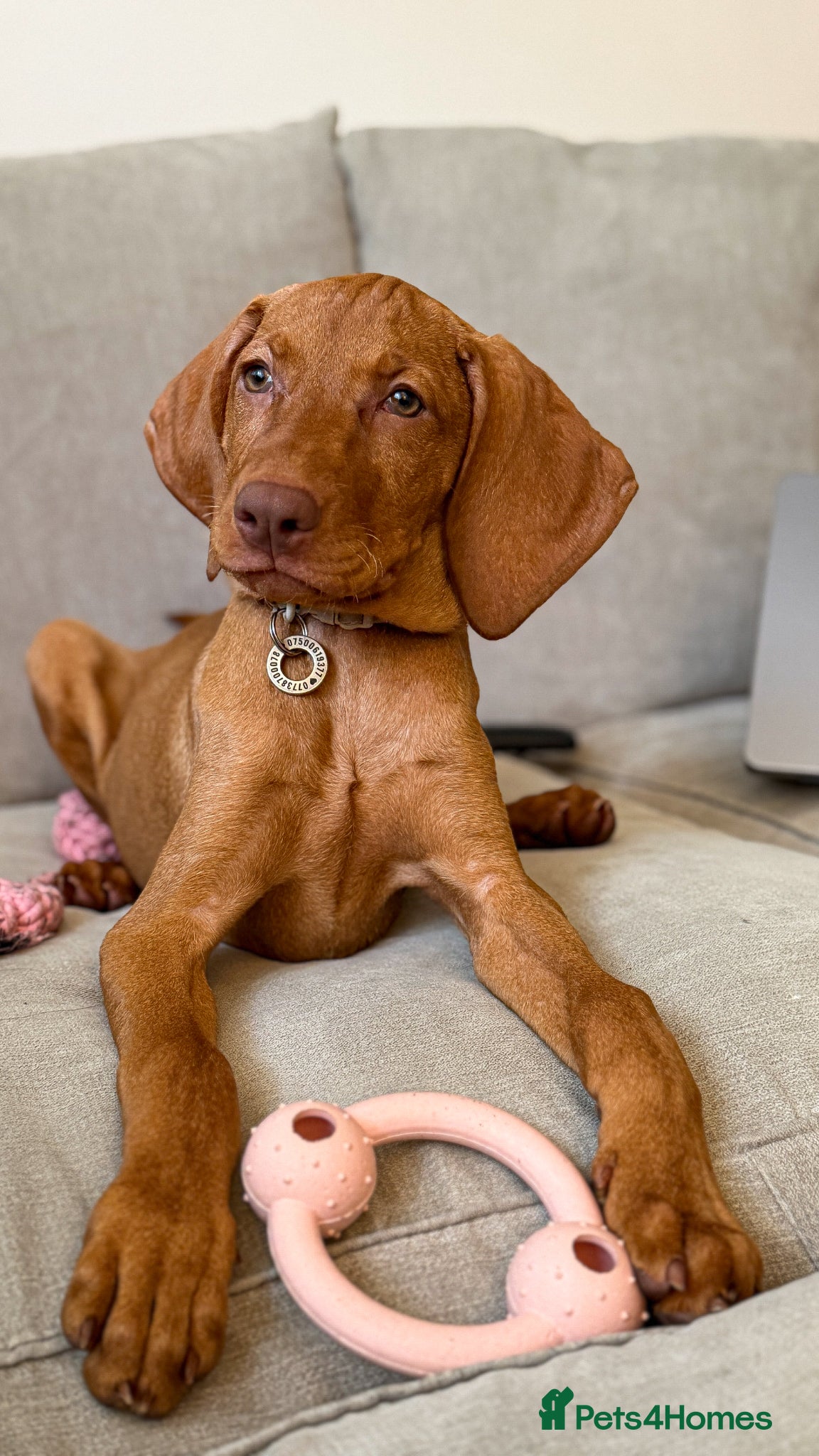 Hungarian Vizsla dogs Hungarian Vizsla Female 6 Months Old  - Advert 1