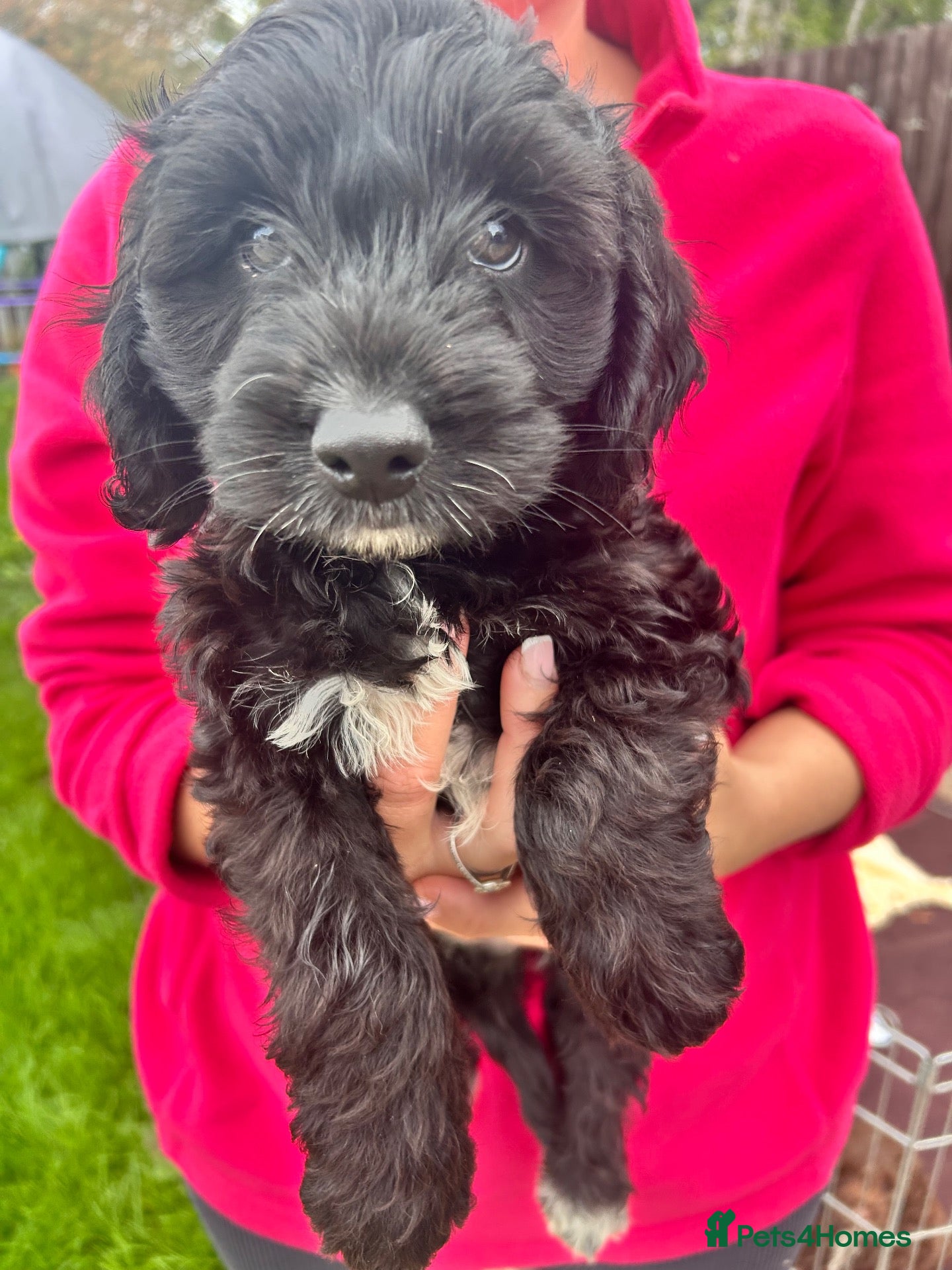 Cockapoo dogs Cockapoo puppy’s for sale  - Advert 13