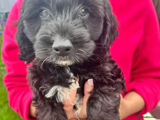 Cockapoo dogs Cockapoo puppy’s for sale - Advert 1