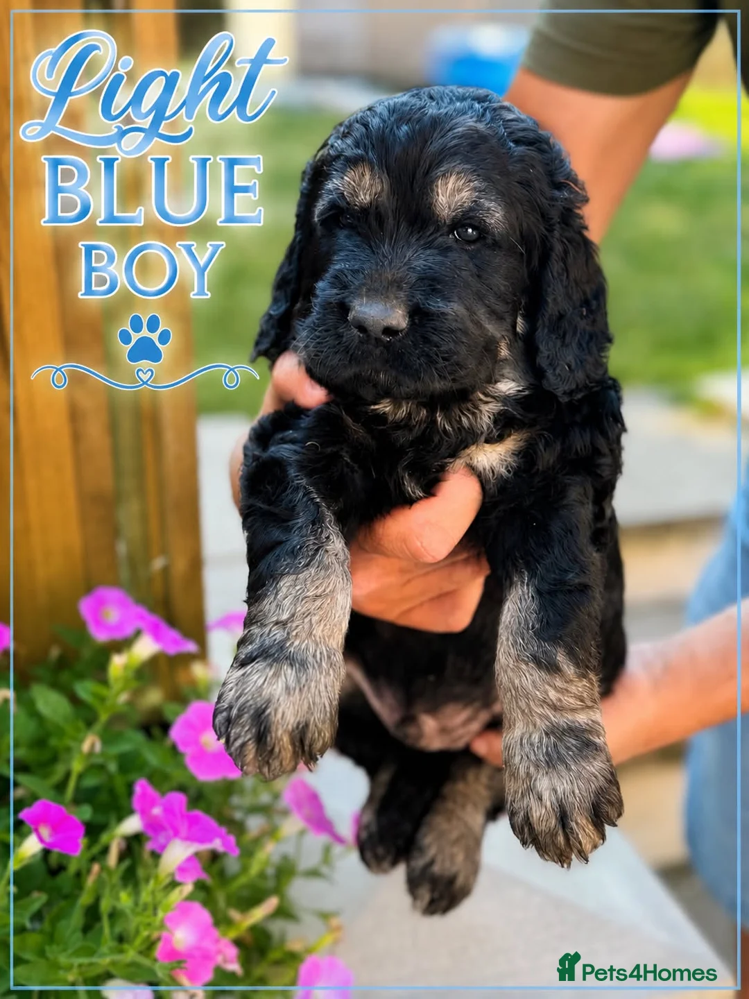 Goldendoodle dogs for sale: Outstanding F1 Standard Goldendoodle Puppies Large - Advert 2