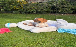 Miniature Dachshund dogs for sale: Pure Piebald Miniature Dachshunds Champion Lines - Image 9