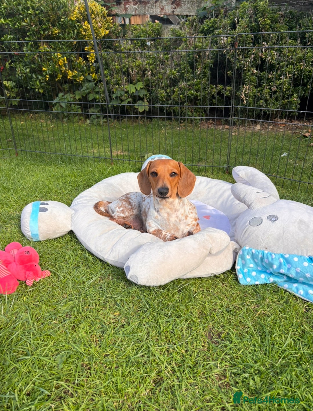 Miniature Dachshund dogs for sale: Pure Piebald Miniature Dachshunds Champion Lines - Image 9