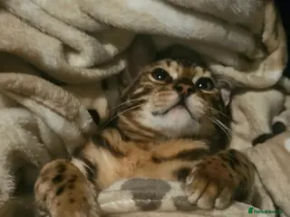 Bengal cats Bengal kittens - Advert 2