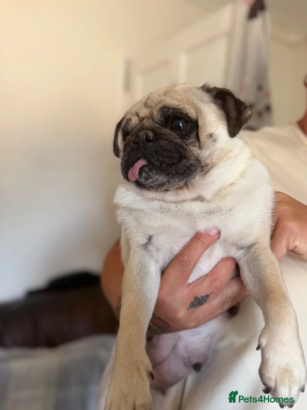 Pug dogs for sale: Pug puppies  - Advert 1